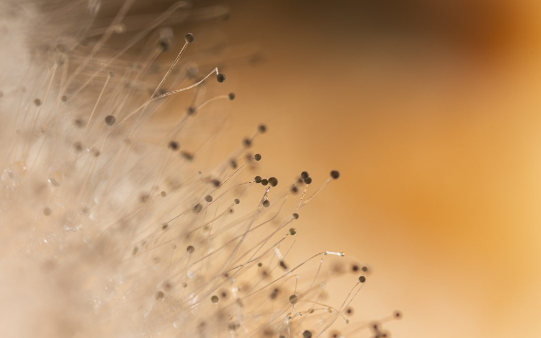 Comprendamos mejor la “Enfermedad de Hongos”