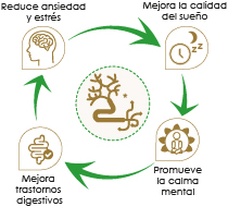Beneficios-Nervin-Alfa Tintura