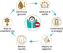 Beneficios-Adelgazante-Alfa