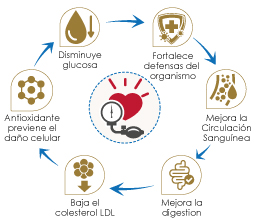 Beneficios-Ajo-Natualfa