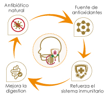 Beneficios-Jengibre+Propoleo Spray Oral